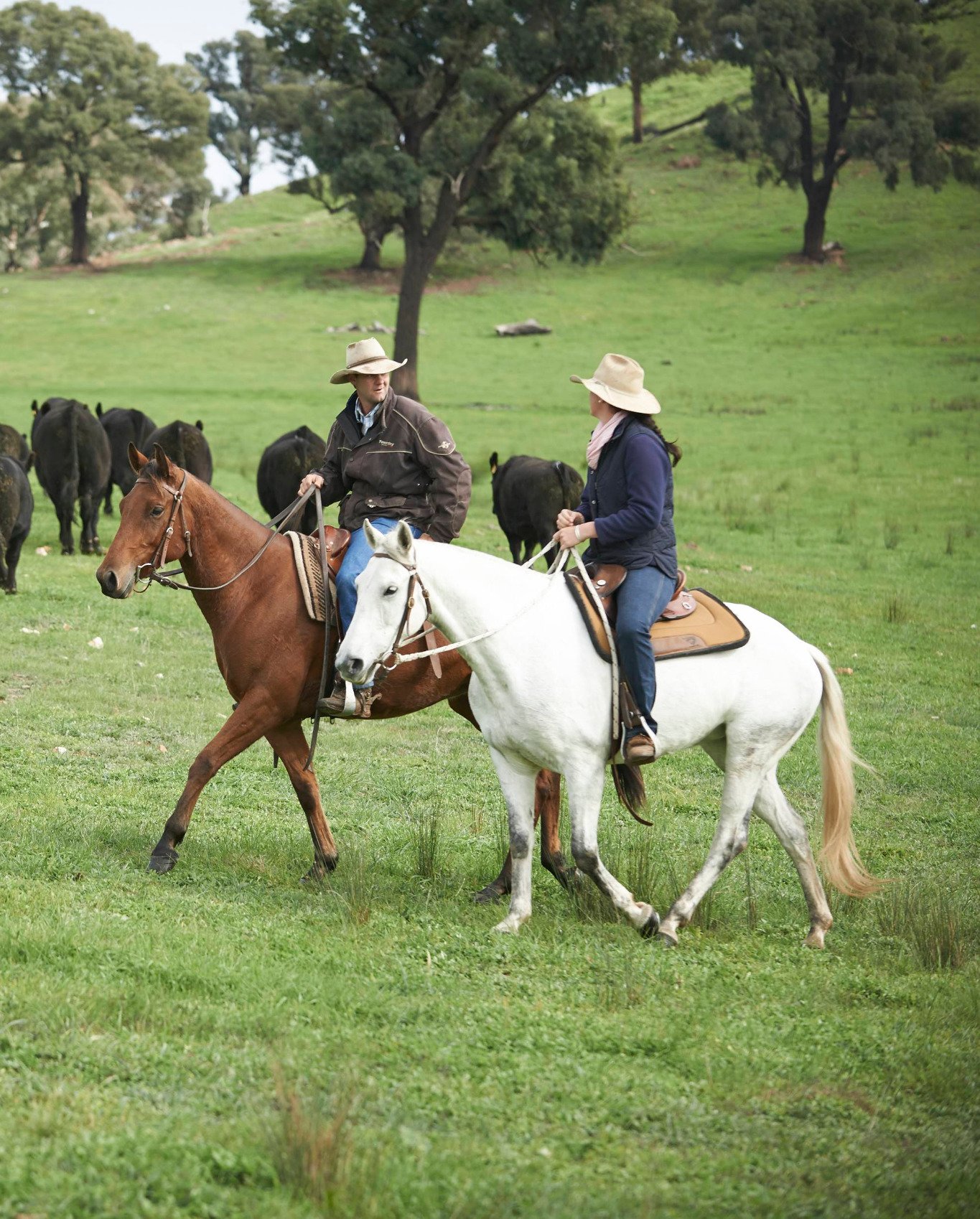 Two Teys Suppliers in green paddock riding horses, cattle are depicted in  background