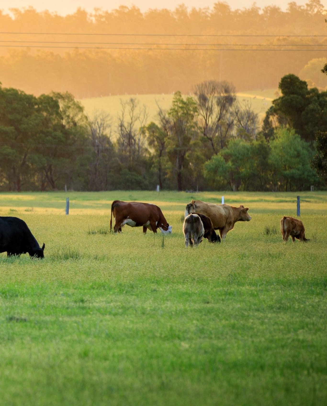 Cows grazing in a pasture