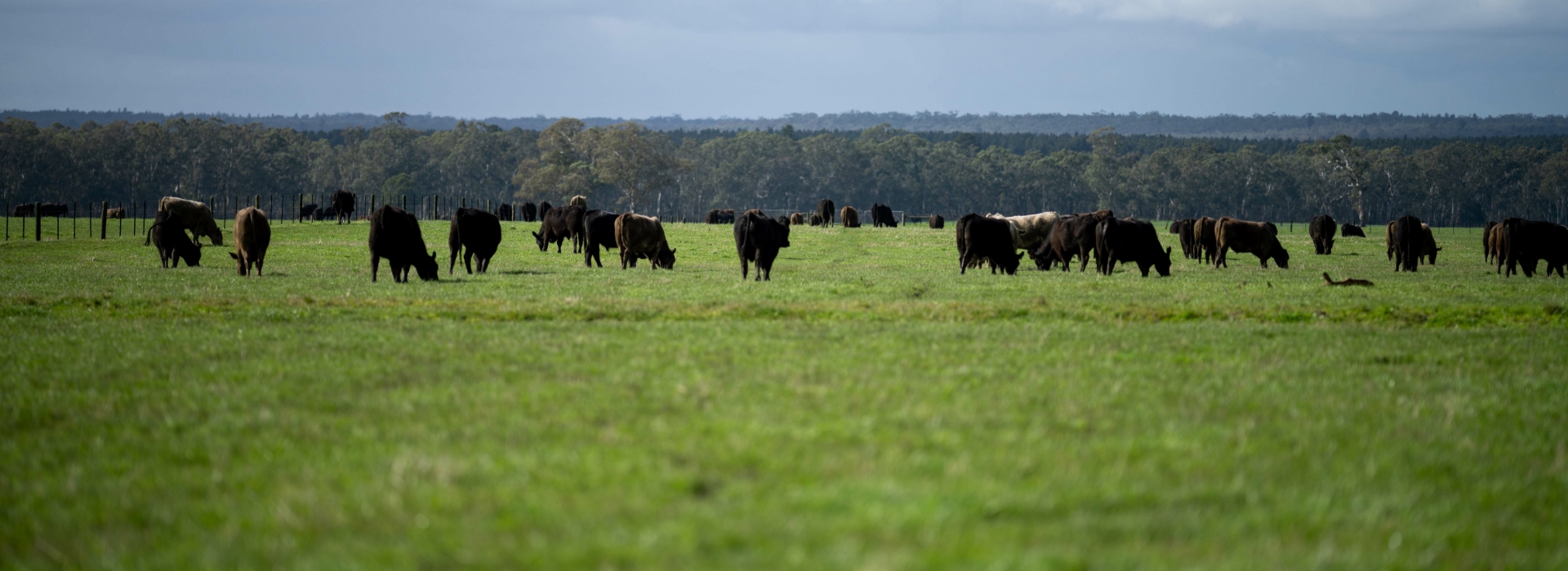 Consistent imported beef supply in a domestic shortage market
