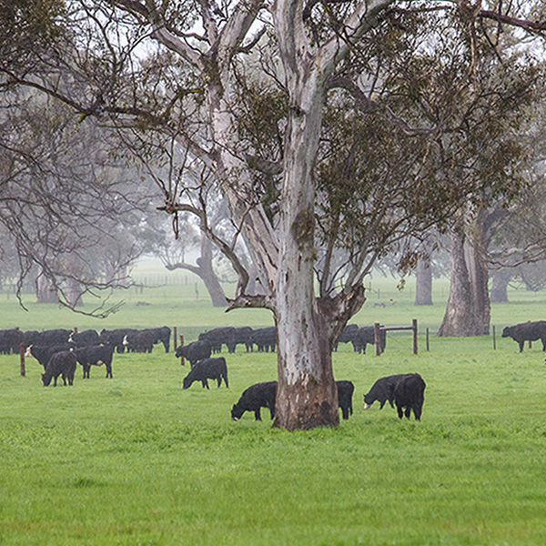 Imported beef supply supports U.S. retailers, foodservice, and manufacturers