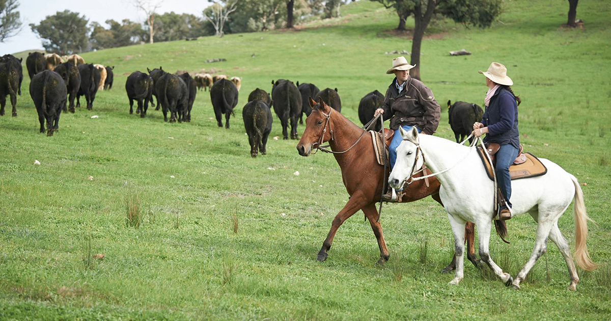 Imported beef from Australia: two stockhandlers on horseback move black cattle across a green pasture
